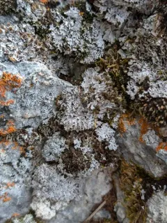 Ground Frost Lichen thumbnail 3