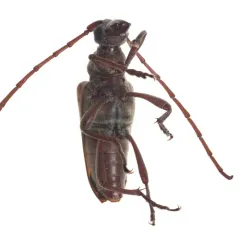 Two-spotted Long-horned Beetle thumbnail 1
