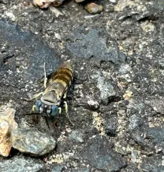Microbembex monodonta thumbnail 3