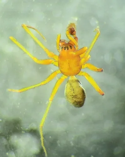 Linyphantes nehalem