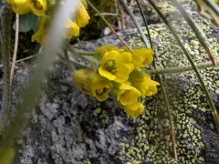 Yellowstone Whitlow-grass thumbnail 4