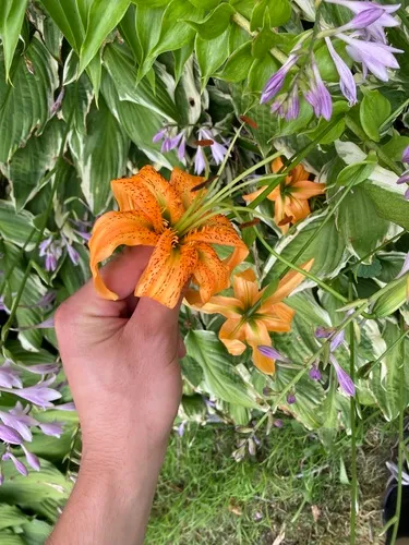 Henry's Lily