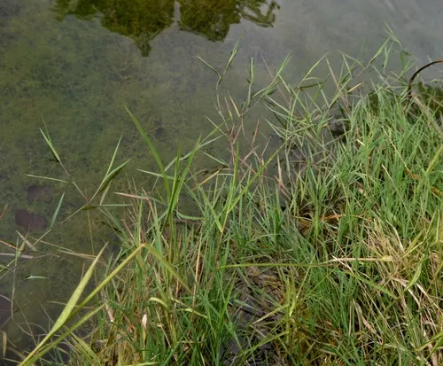 Creeping Bent