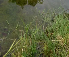 Creeping Bent thumbnail 1