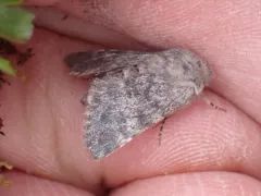 Lasionycta luteola thumbnail 4