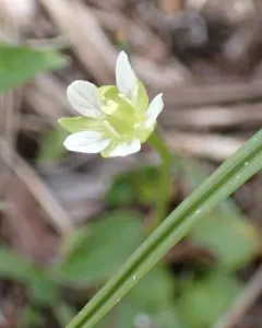 Kotzebue's Grass-of-Parnassus thumbnail 3