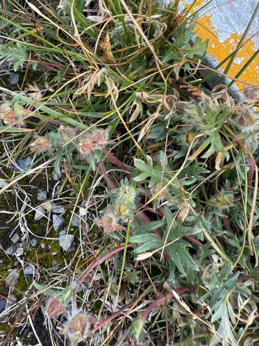 Pedersen's Cinquefoil