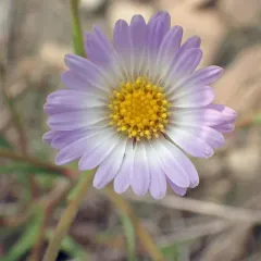 Alkali Marsh Aster thumbnail 4