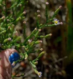 annual saltmarsh aster thumbnail 2