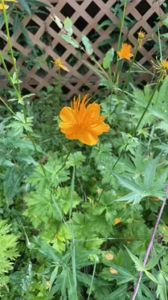 Chinese globeflower thumbnail 2