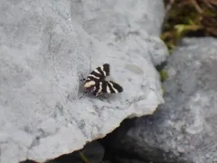 Chionodes viduella thumbnail 4