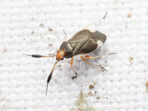 Pronotocrepis clavicornis