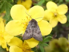 Lasionycta impingens thumbnail 3