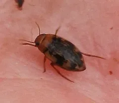 Neoporus dimidiatus thumbnail 3