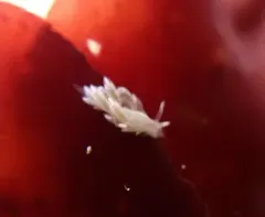 White-crusted Aeolid thumbnail 3