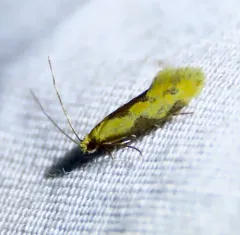 Yellow Wave Moth thumbnail 4