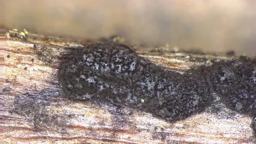 Diacheopsis serpula