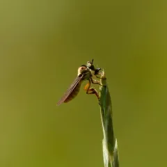 Golden Goggle Eye thumbnail 4