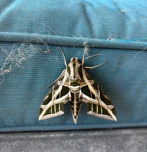 Vine Sphinx