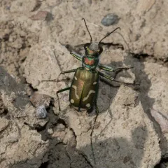 Badlands Tiger Beetle thumbnail 4