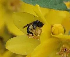 Macoupin County sweat bee thumbnail 3