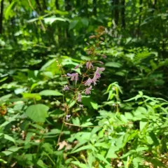 naked-flowered tick-trefoil thumbnail 4