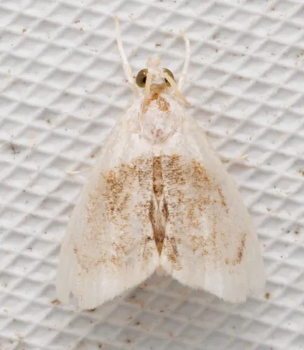 Sooty Lipocosmodes Moth