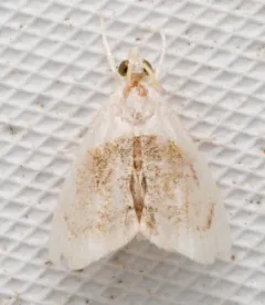 Sooty Lipocosmodes Moth thumbnail 1