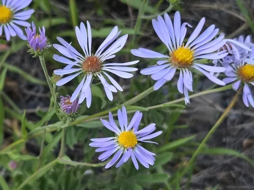 Henderson's aster