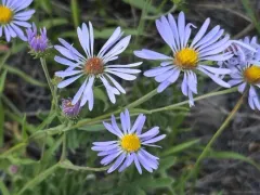 Henderson's aster thumbnail 1