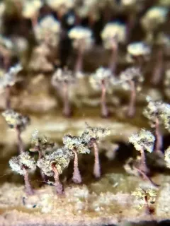 Physarella oblonga thumbnail 1