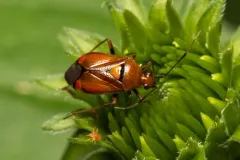 red-spotted plant bug thumbnail 3