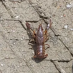 Calico Crayfish thumbnail 4