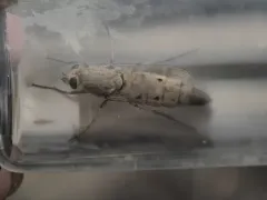 Apiocera barri thumbnail 1