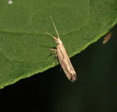 Dame's Rocket Moth thumbnail 4