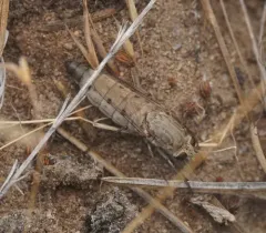 Apiocera barri thumbnail 2
