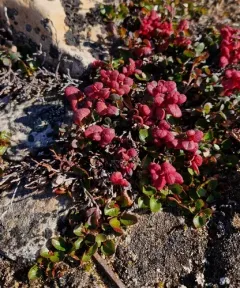 Exobasidium vaccinii-uliginosi thumbnail 4