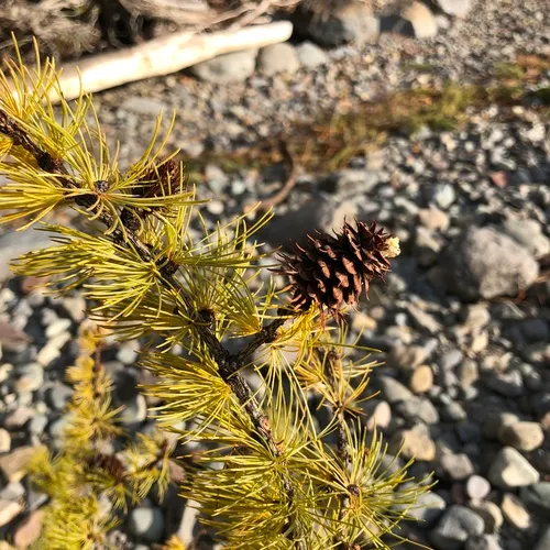 western larch