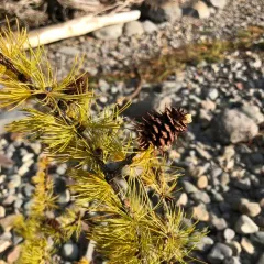western larch thumbnail 1