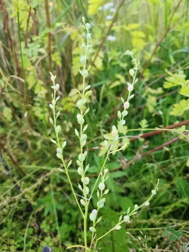 Garden Cress
