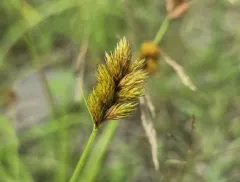 Crawford's sedge thumbnail 3