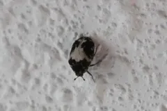 Anthrenus sophonisba thumbnail 3