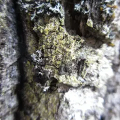 Solitaria chrysophthalma thumbnail 4