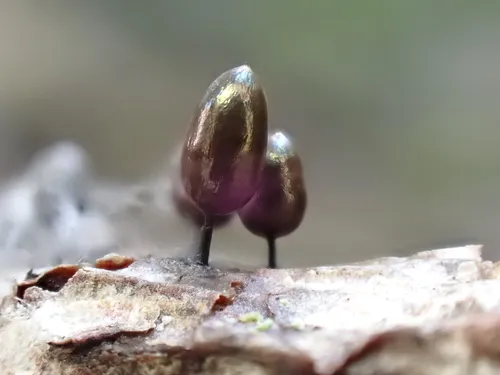 Comatricha fusiformis