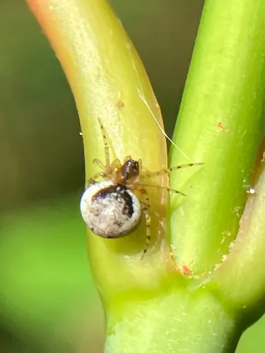 Wamba crispulus