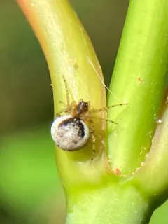 Wamba crispulus thumbnail 1