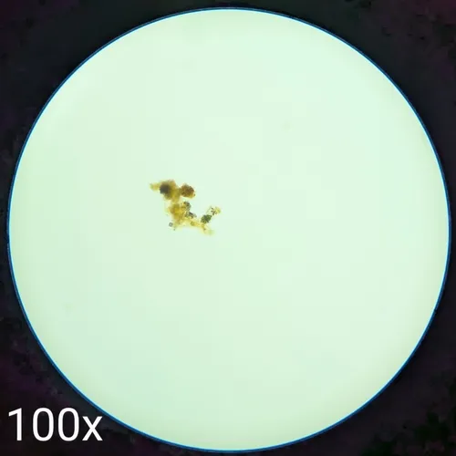 Gloeotaenium loitlesbergerianum