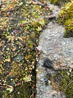 Bud Saxifrage thumbnail 4
