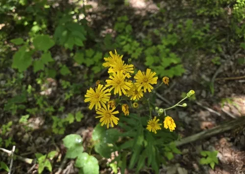 smooth hawkweed