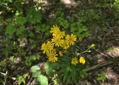 smooth hawkweed thumbnail 1